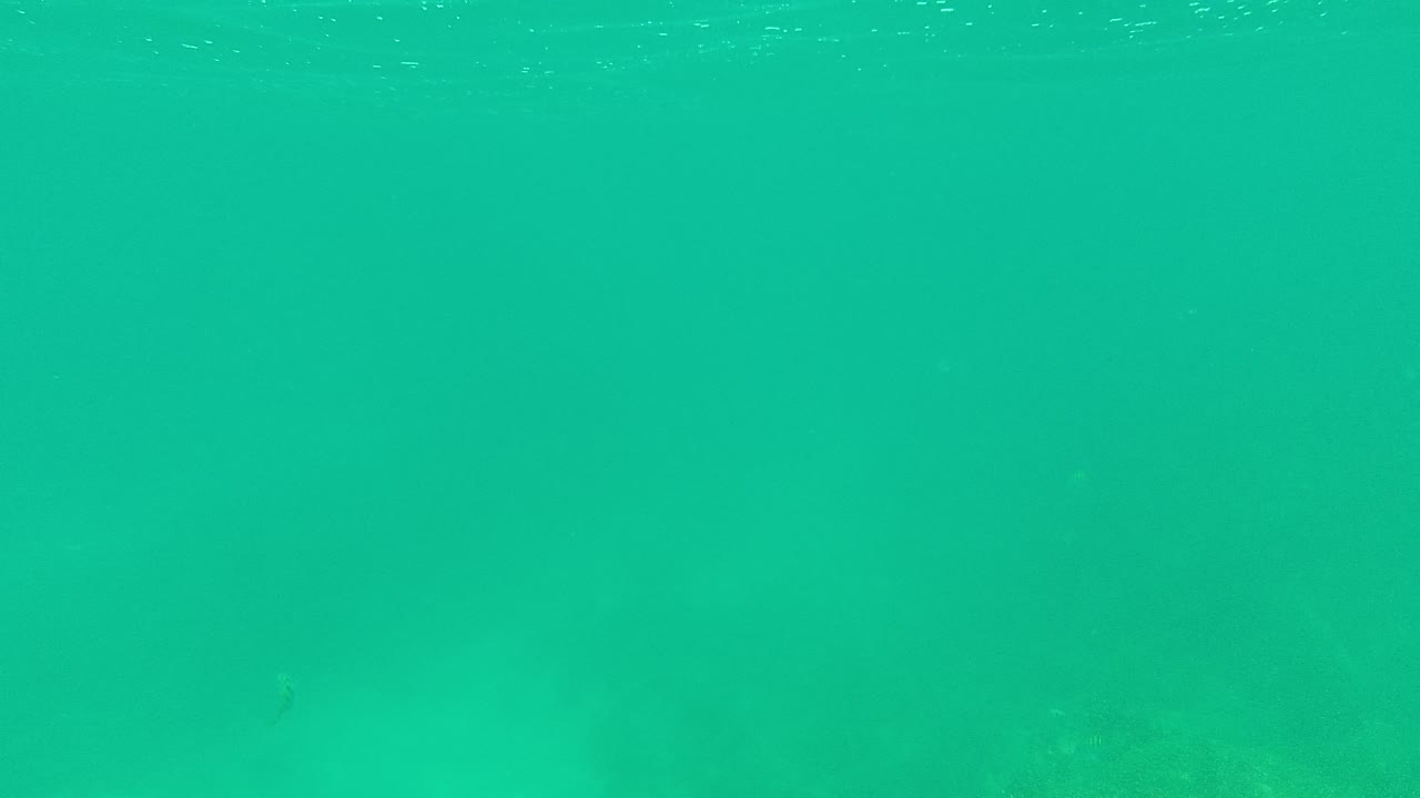 Palmilla Los Cabos underwater frame with small fish scattered through clear green-blue water and soft rock shapes becoming visible below, with no visible people.