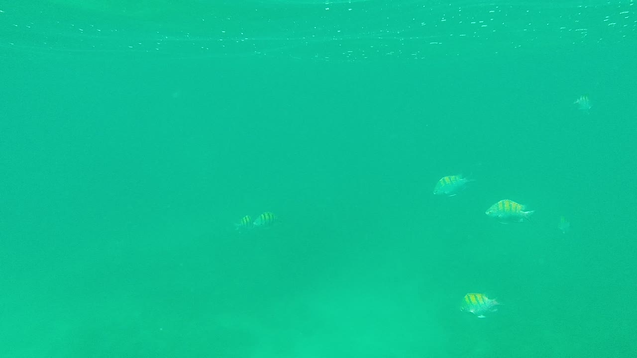 Small yellow-striped fish drift through clear turquoise water at Palmilla Los Cabos, Mexico, with faint seabed shadowing and no visible people.
