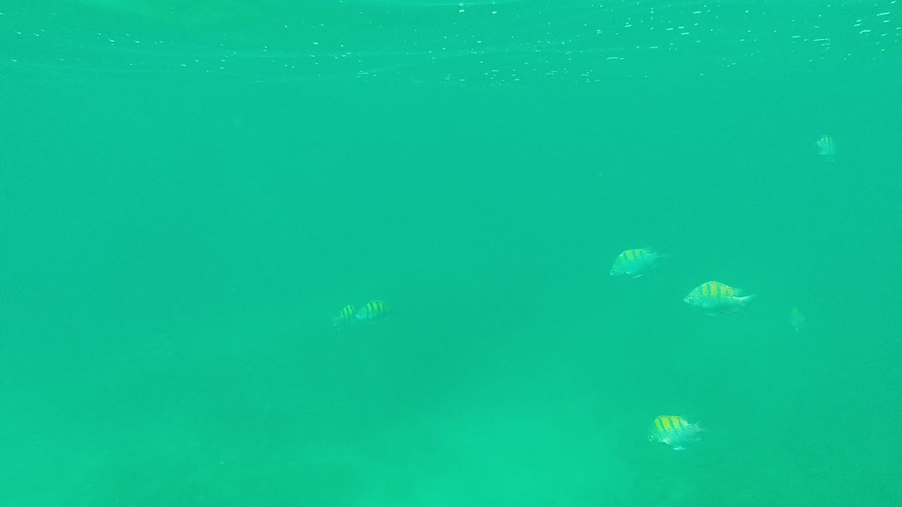 Several small striped fish appear farther apart in the Palmilla Los Cabos underwater frame, surrounded by clear green-blue water and no visible people.