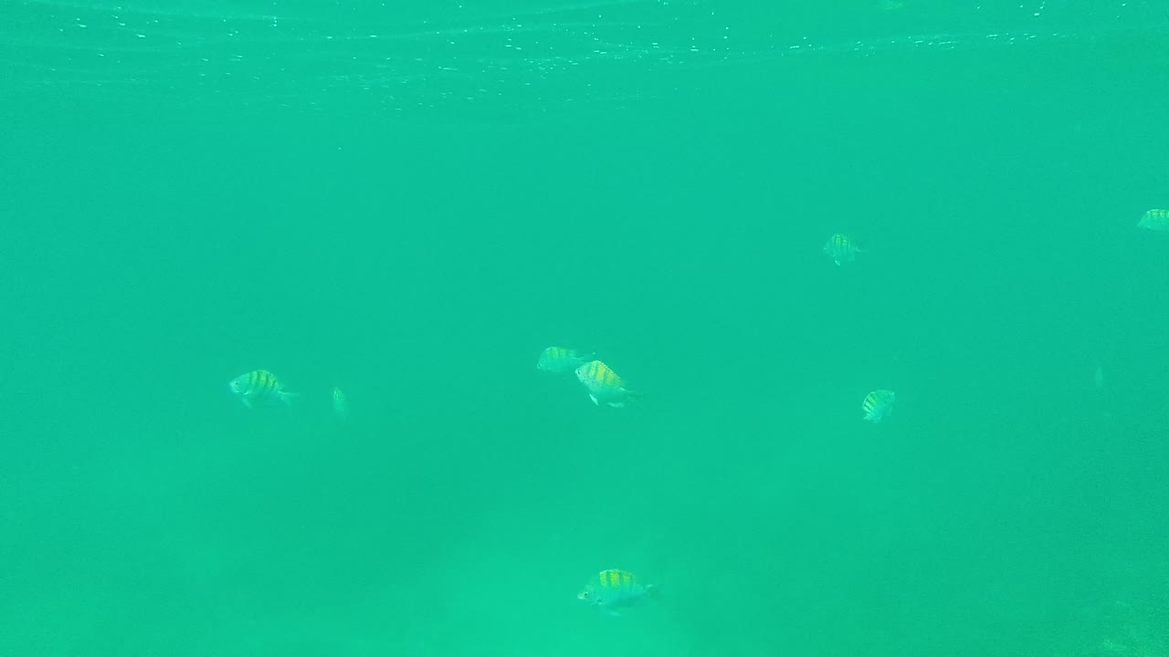 Small striped fish remain visible in the turquoise ocean water near Palmilla Los Cabos, Mexico, with soft light patches below and no visible people.