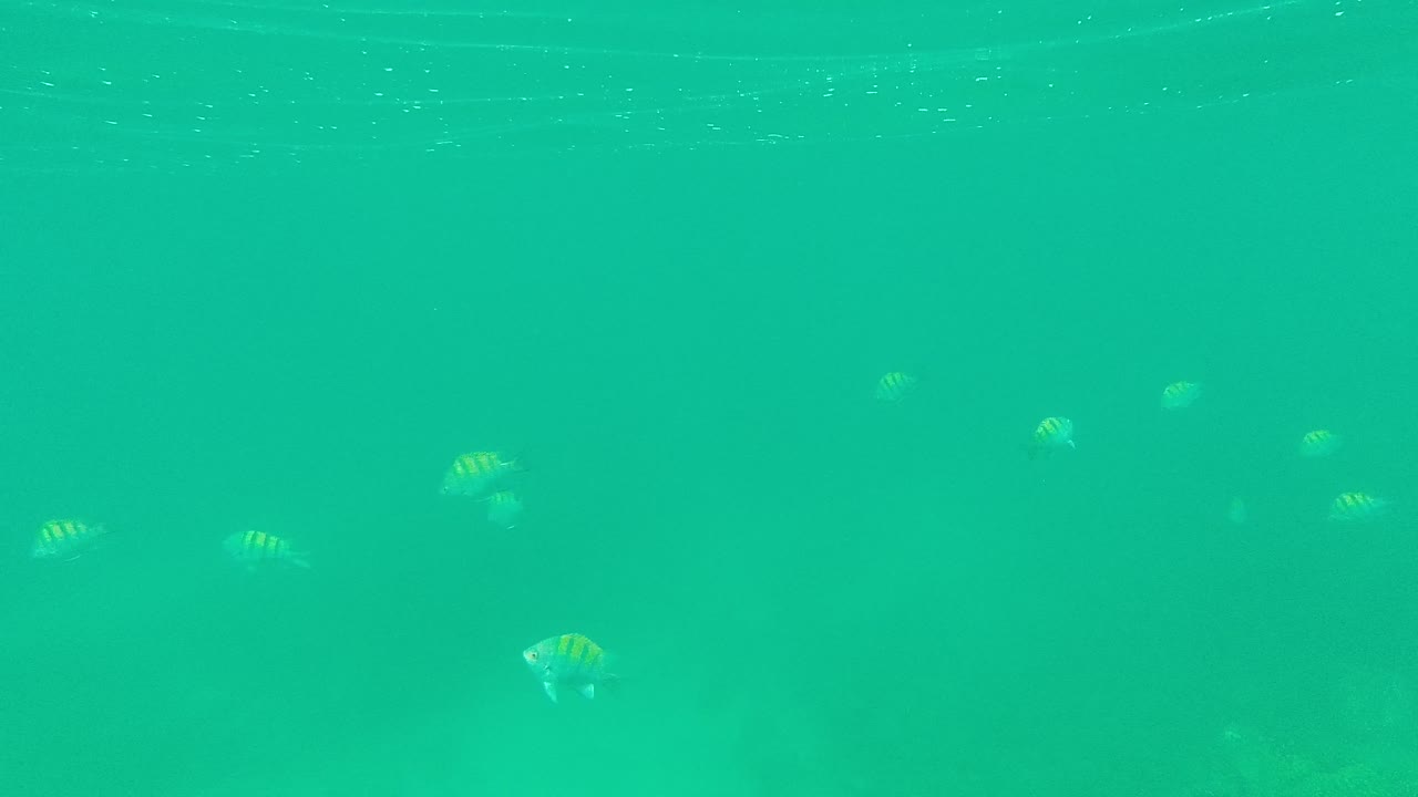 Scattered striped fish beneath rippled water surface