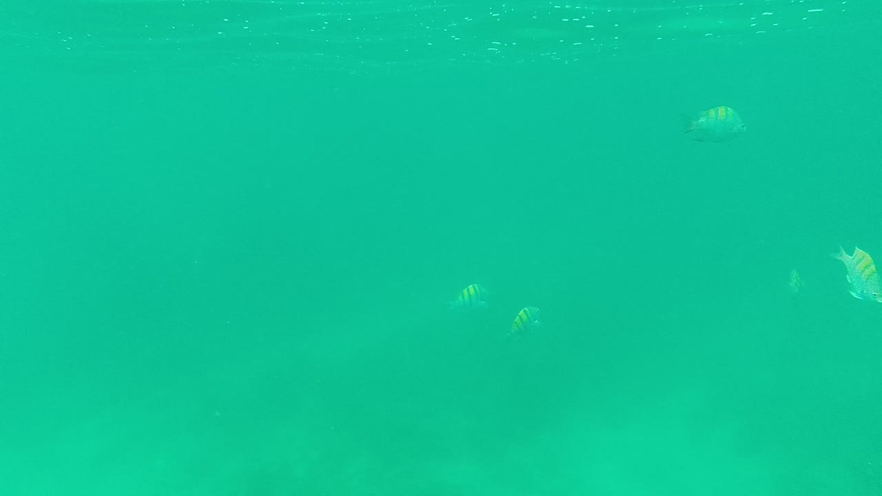 Several small striped fish appear at different depths in the clear green water at Palmilla Los Cabos, with the seabed softly visible and no visible people.