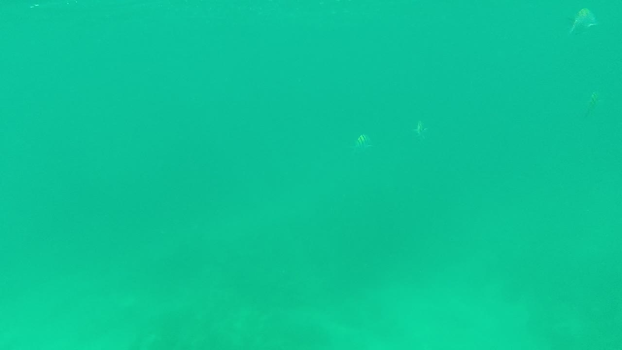 Small fish drift beneath a brighter surface band in green-blue Palmilla Los Cabos water, with open space around them and no visible people.