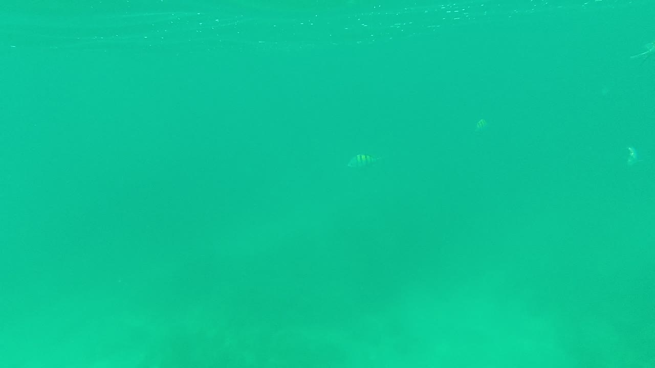 Underwater fish with a large object near the surface