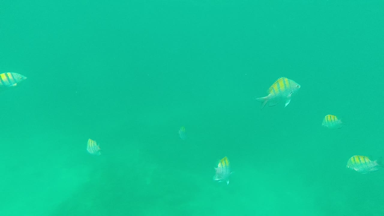 Several small striped fish drift at different depths in the Palmilla Los Cabos water, with the darker background shape remaining soft and no visible people.