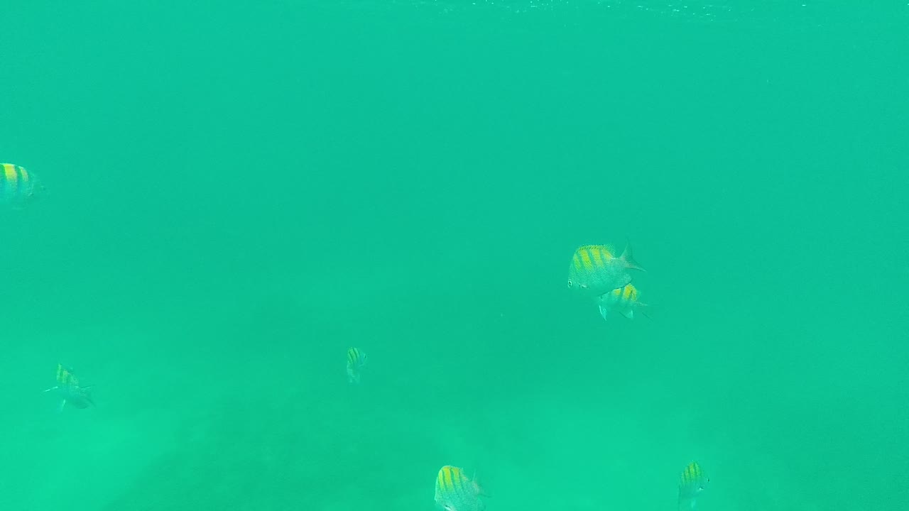 Small striped fish appear higher and farther apart in the turquoise Palmilla Los Cabos frame, with muted background detail and no visible people.