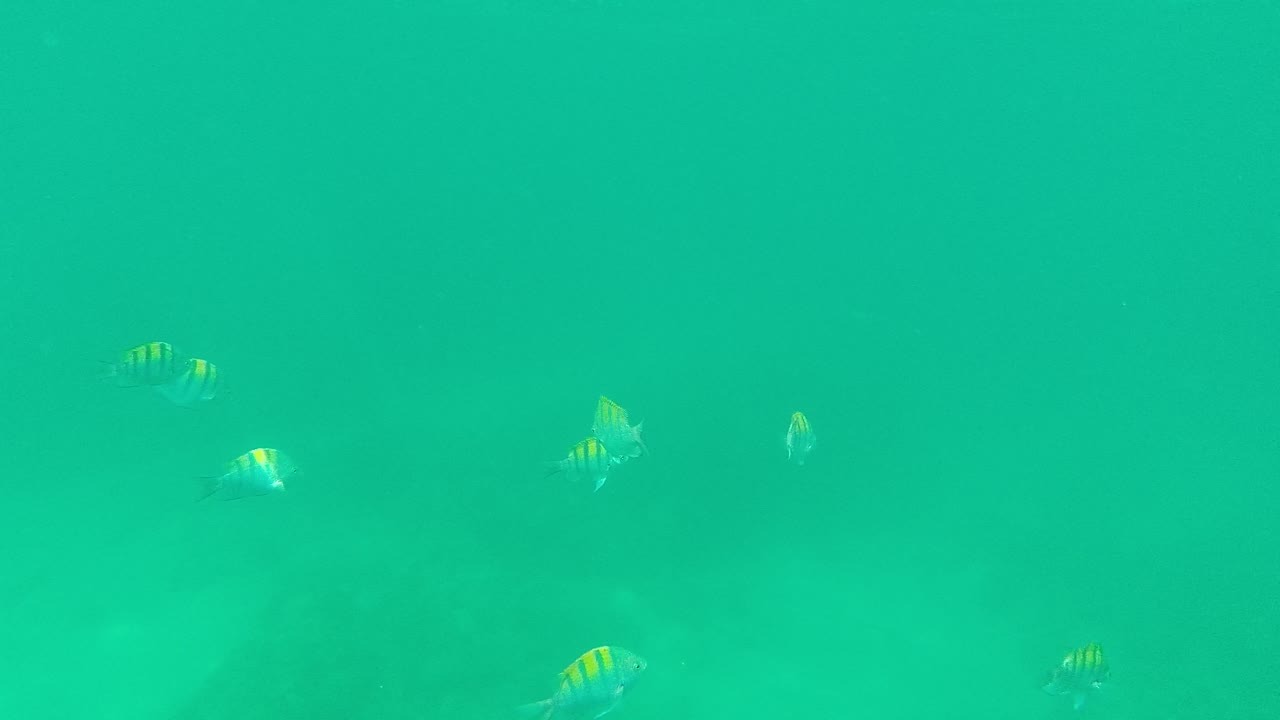 Striped fish sit lower in the turquoise water at Palmilla Los Cabos, with a darker seabed or structure shape visible behind them and no visible people.