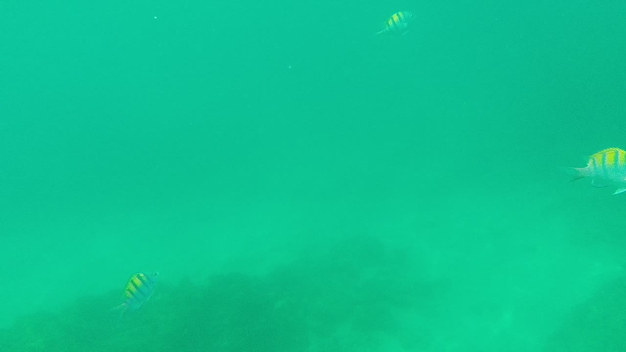 A few striped fish are spaced across the green underwater frame at Palmilla Los Cabos, with one clearer fish near the middle and no visible people.