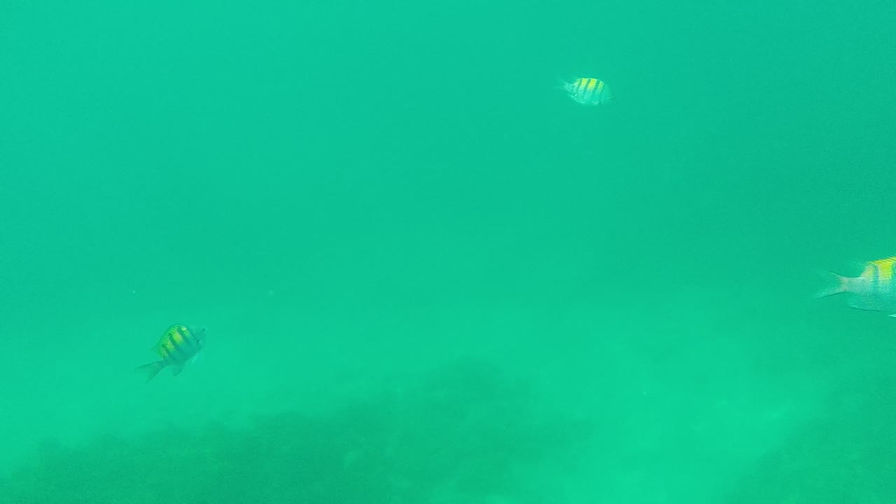 Small striped fish drift through a green underwater view at Palmilla Los Cabos, with darker reef or rock shapes behind them and no visible people.