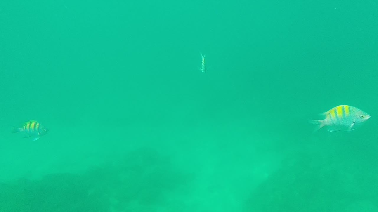 A larger striped fish sits near the center of the Palmilla Los Cabos underwater frame, with smaller fish around it and no visible people.