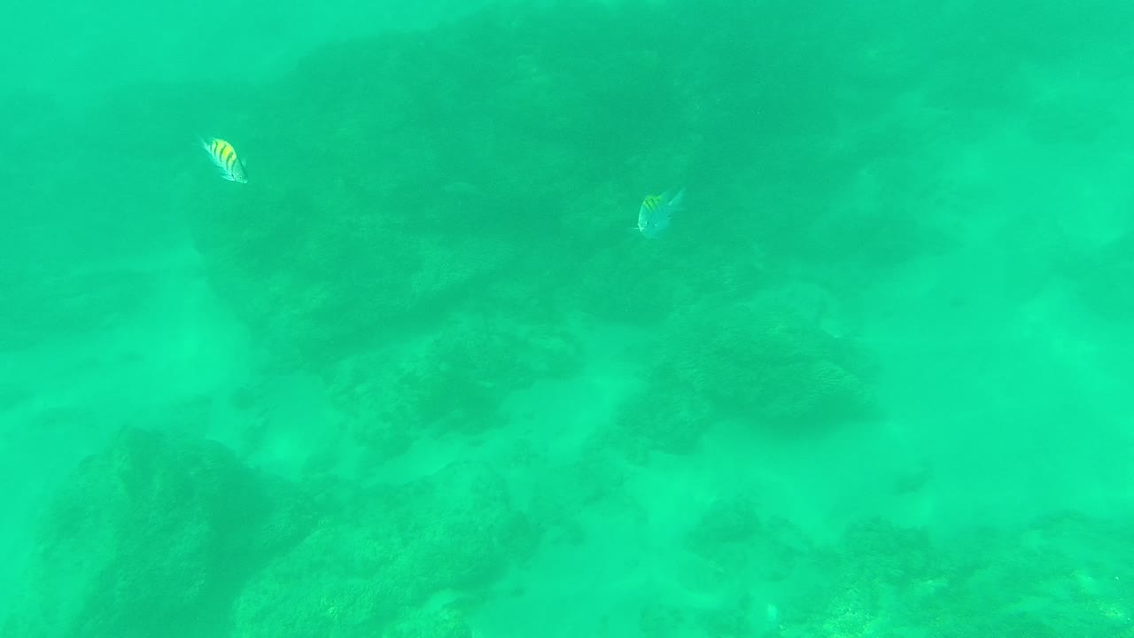A small striped fish appears near the upper center over muted reef rocks and sand in green-blue water at Palmilla Los Cabos, with no visible people.