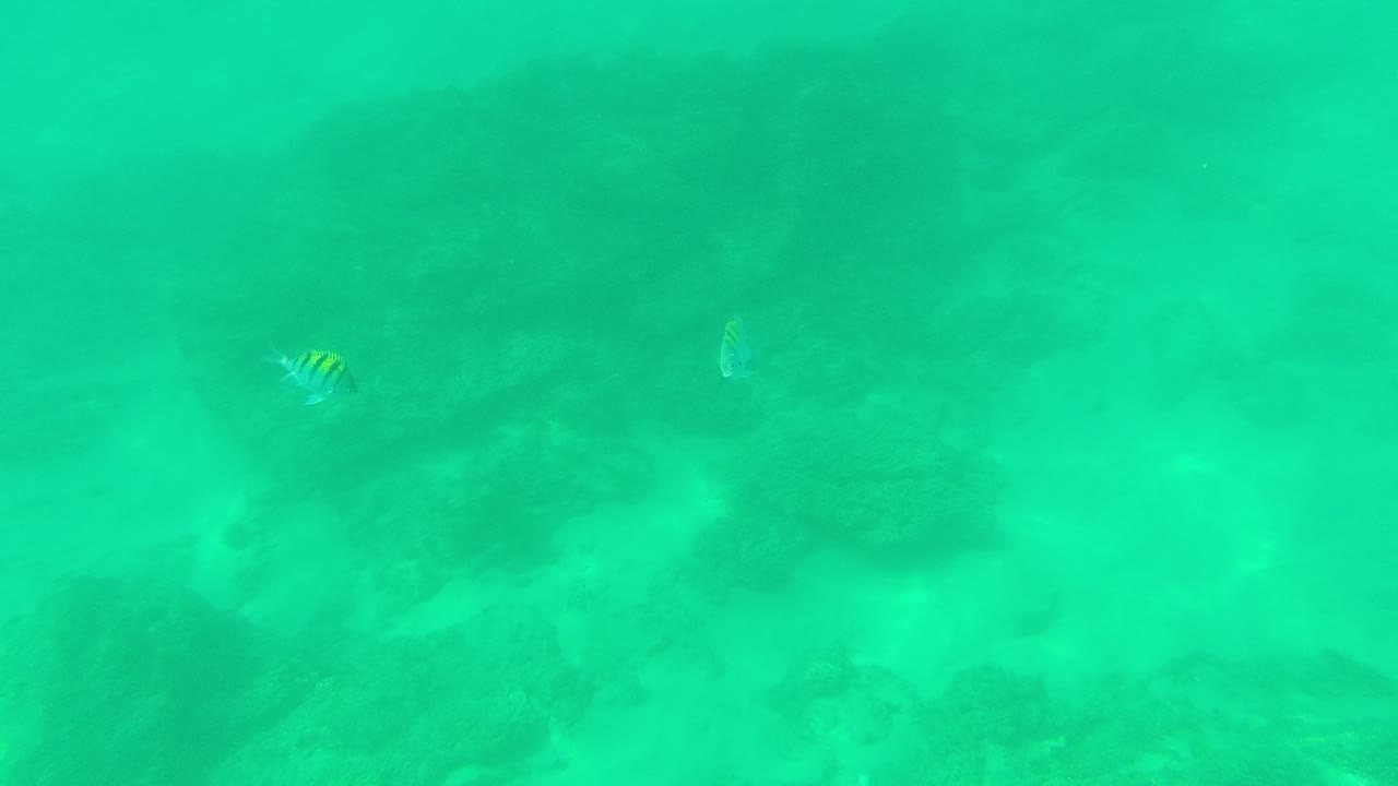 A yellow striped fish is visible near the upper middle of the frame above a darker rocky seabed in turquoise water at Palmilla Los Cabos, with no visible people.