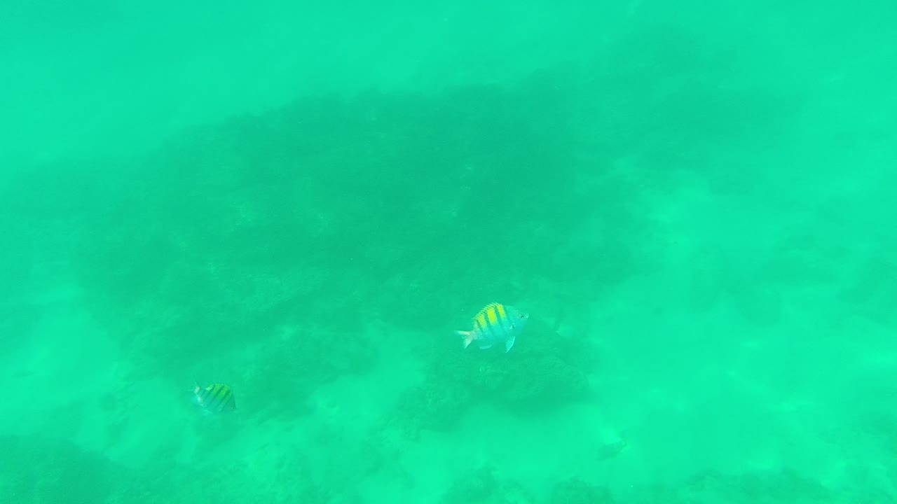Reef rocks and sandy patches fade through turquoise underwater haze at Palmilla Los Cabos, with only a faint small fish near the upper area and no visible people.