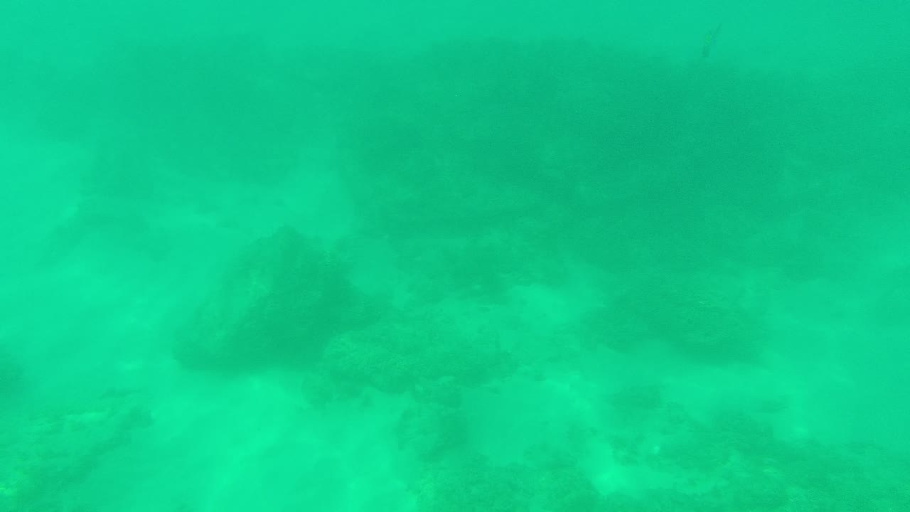 Palmilla Los Cabos underwater frame with green-blue water over dark rocks and sand, plus faint small fish shapes in the midground and no visible people.