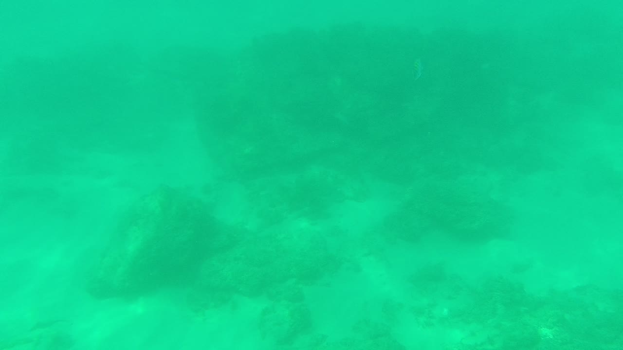 Palmilla Los Cabos frame with several small yellow-and-dark striped fish moving above a rocky, sandy seabed in clear turquoise water, with no visible people.