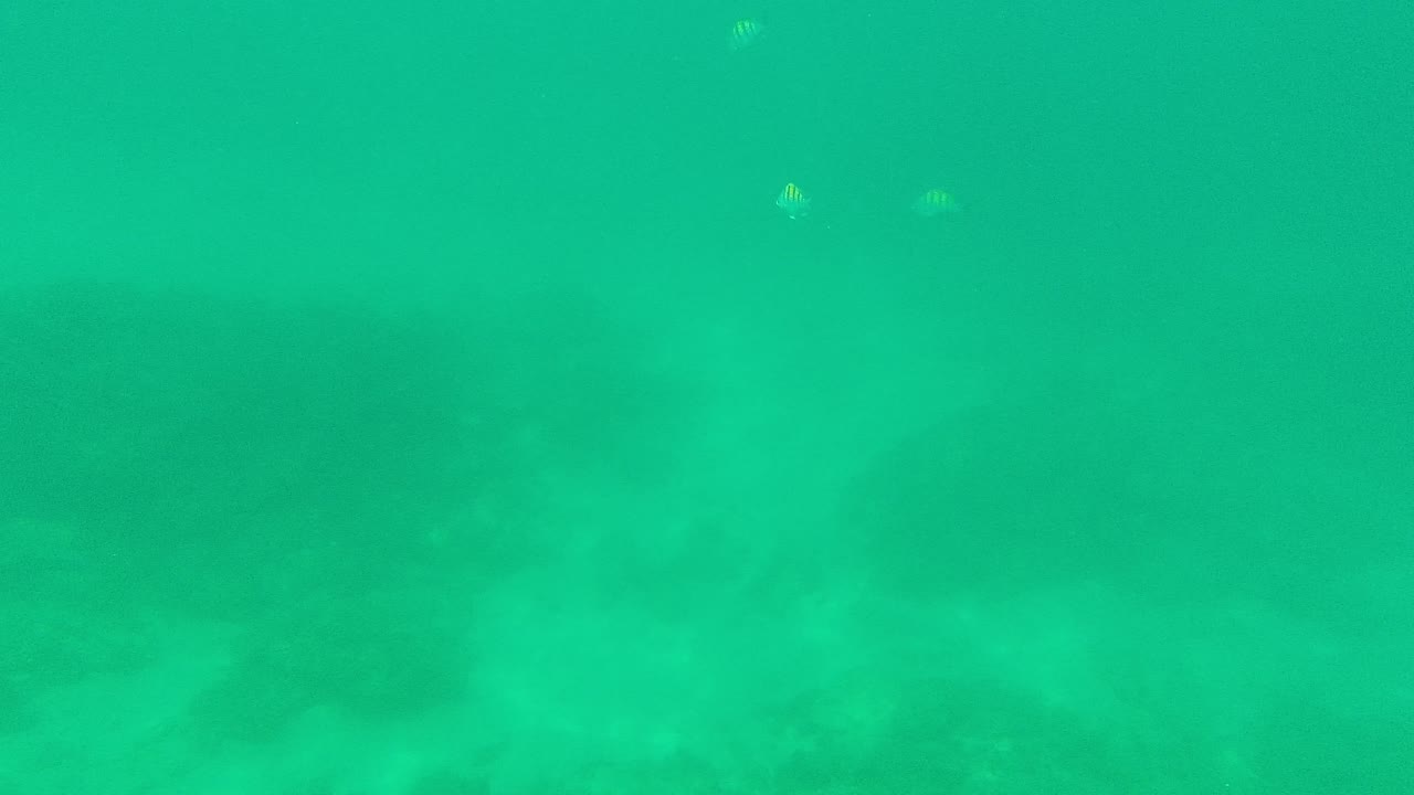 Turquoise-green underwater view at Palmilla Los Cabos, with faint small fish near the upper frame, rocky seabed below, and no visible people.