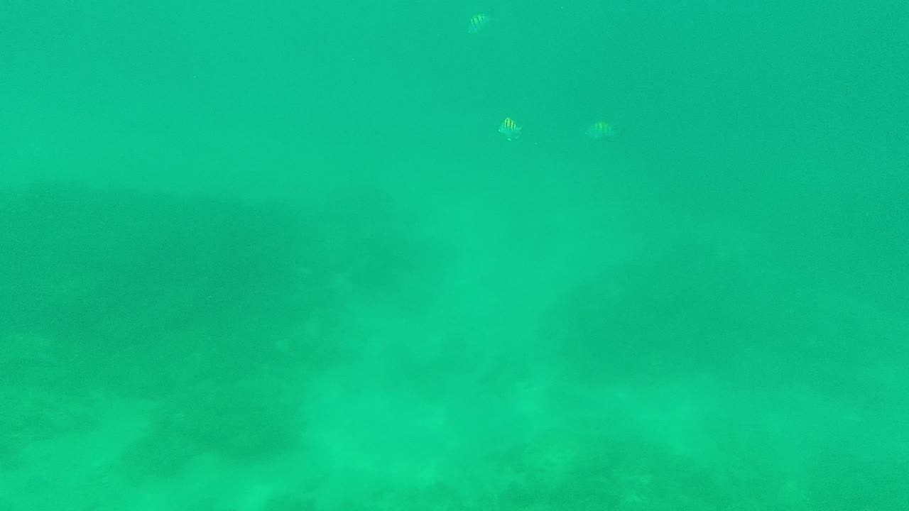 Palmilla Los Cabos underwater frame with tiny fish near the upper left, a hazy green water column, rocky bottom texture, and no visible people.