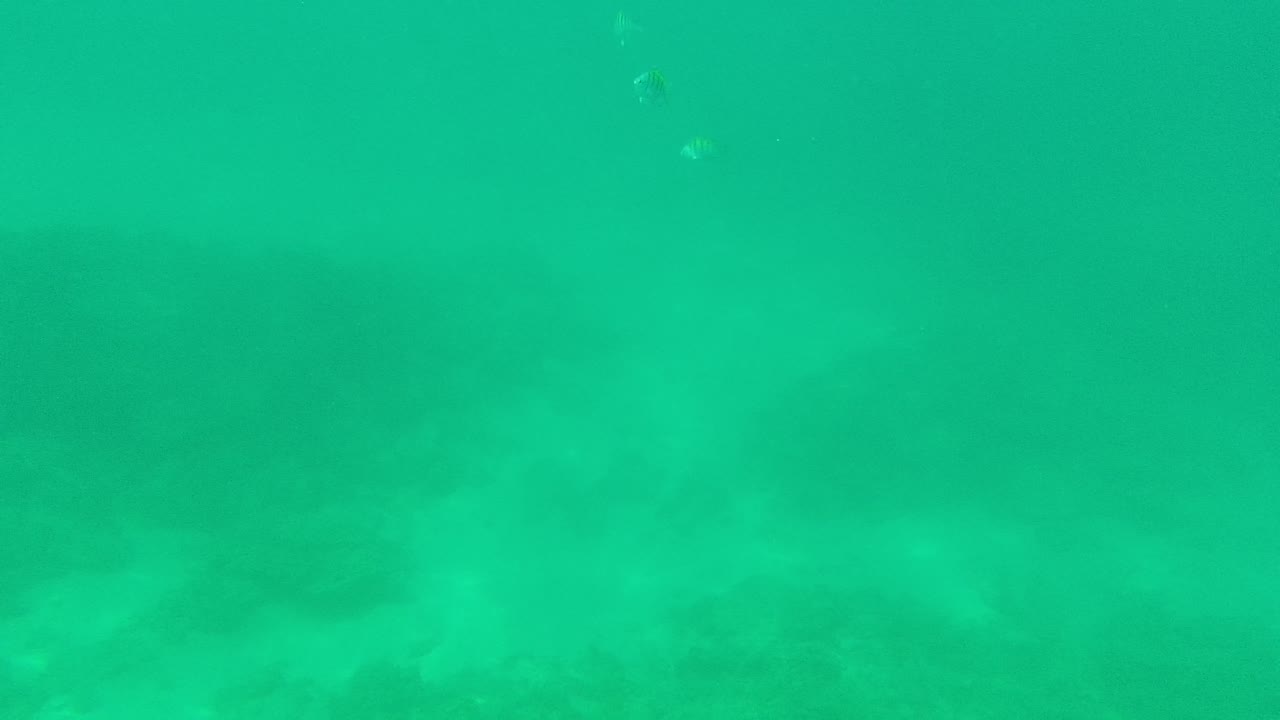 Clear turquoise underwater view in Palmilla Los Cabos, with small fish shapes near the top of frame, pale rocks below, and no visible people.