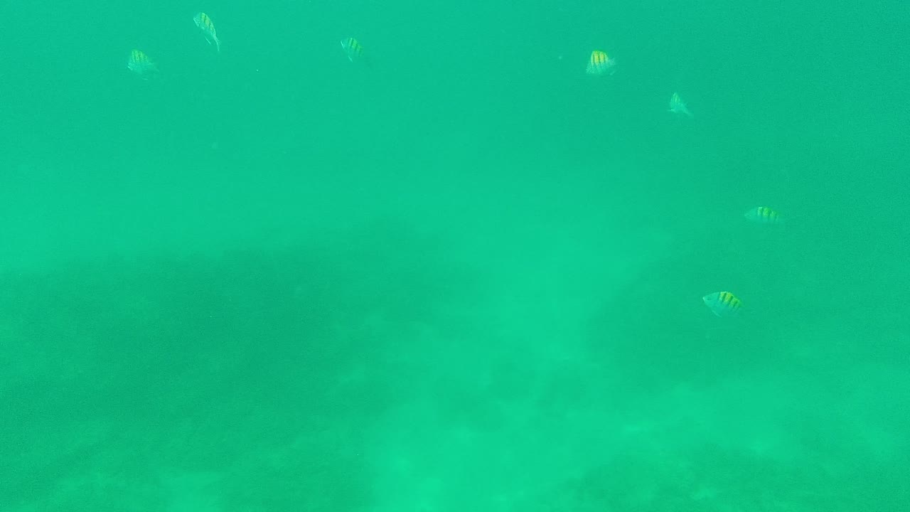 Turquoise underwater scene with small fish near the upper frame