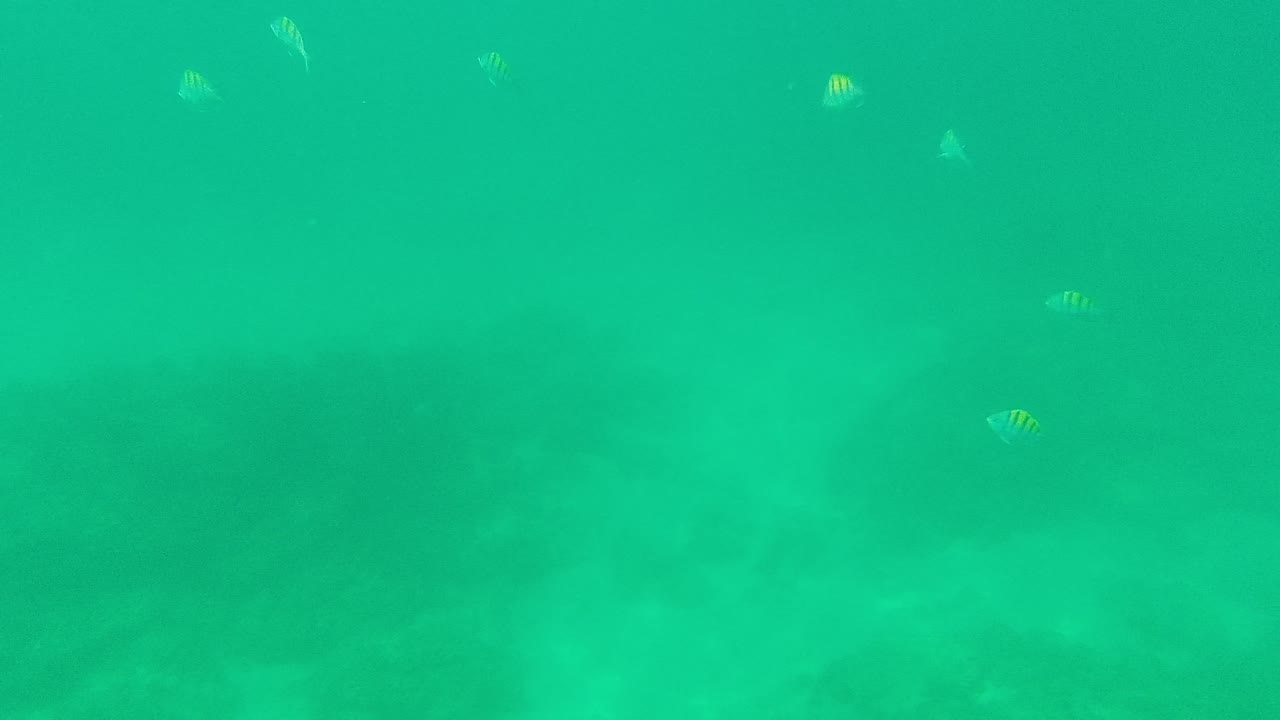 Palmilla Los Cabos underwater frame with several small fish spread through green-blue water, faint yellow striping visible on a few fish, and no visible people.