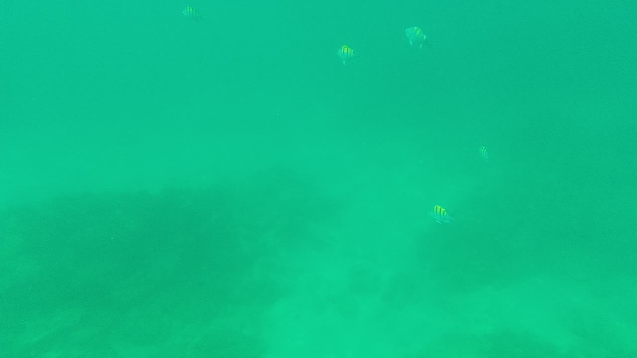 Underwater view from Palmilla Los Cabos, Mexico, with sparse small fish crossing turquoise water and darker seabed forms visible through haze, no visible people.