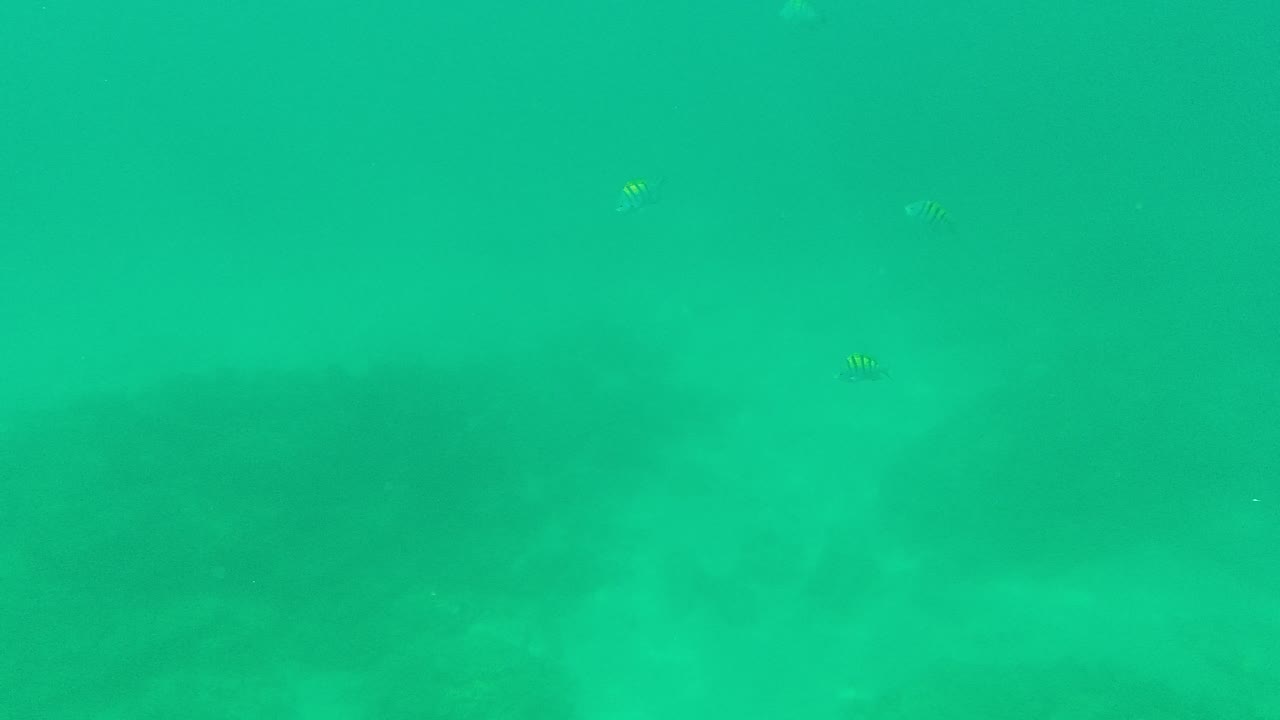 Palmilla Los Cabos underwater frame with small fish appearing against clear turquoise water, a blurred dark seafloor band below, and no visible people.