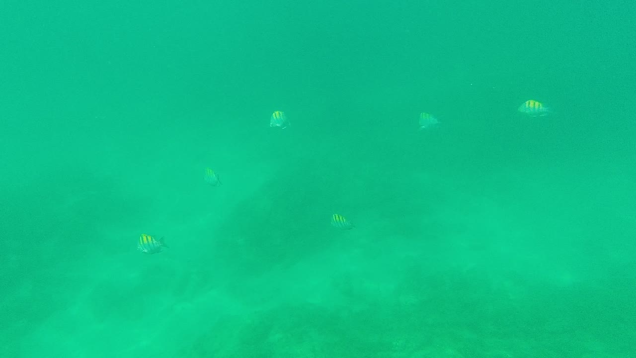 Small striped fish are scattered in clear turquoise water over dark seabed forms in Palmilla Los Cabos, with no visible people.