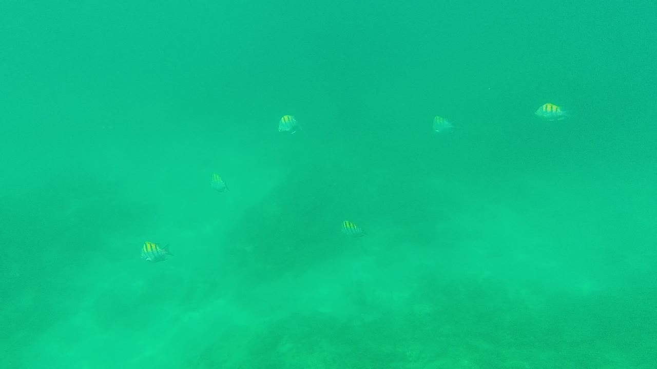 Several small fish appear at different depths in green-turquoise water above soft dark seabed shapes in Palmilla Los Cabos, with no visible people.