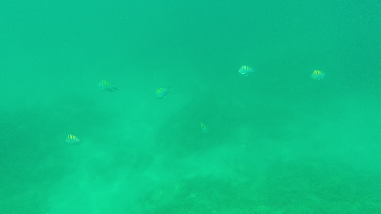 Small fish are visible across the turquoise underwater view in Palmilla Los Cabos, with darker seabed patches behind them and no visible people.