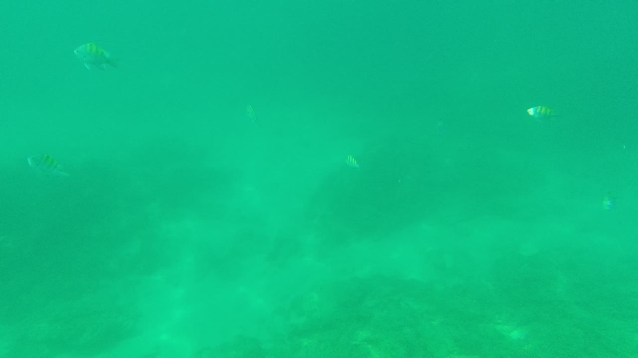 Fish dispersed through turquoise water above a darker seabed band.