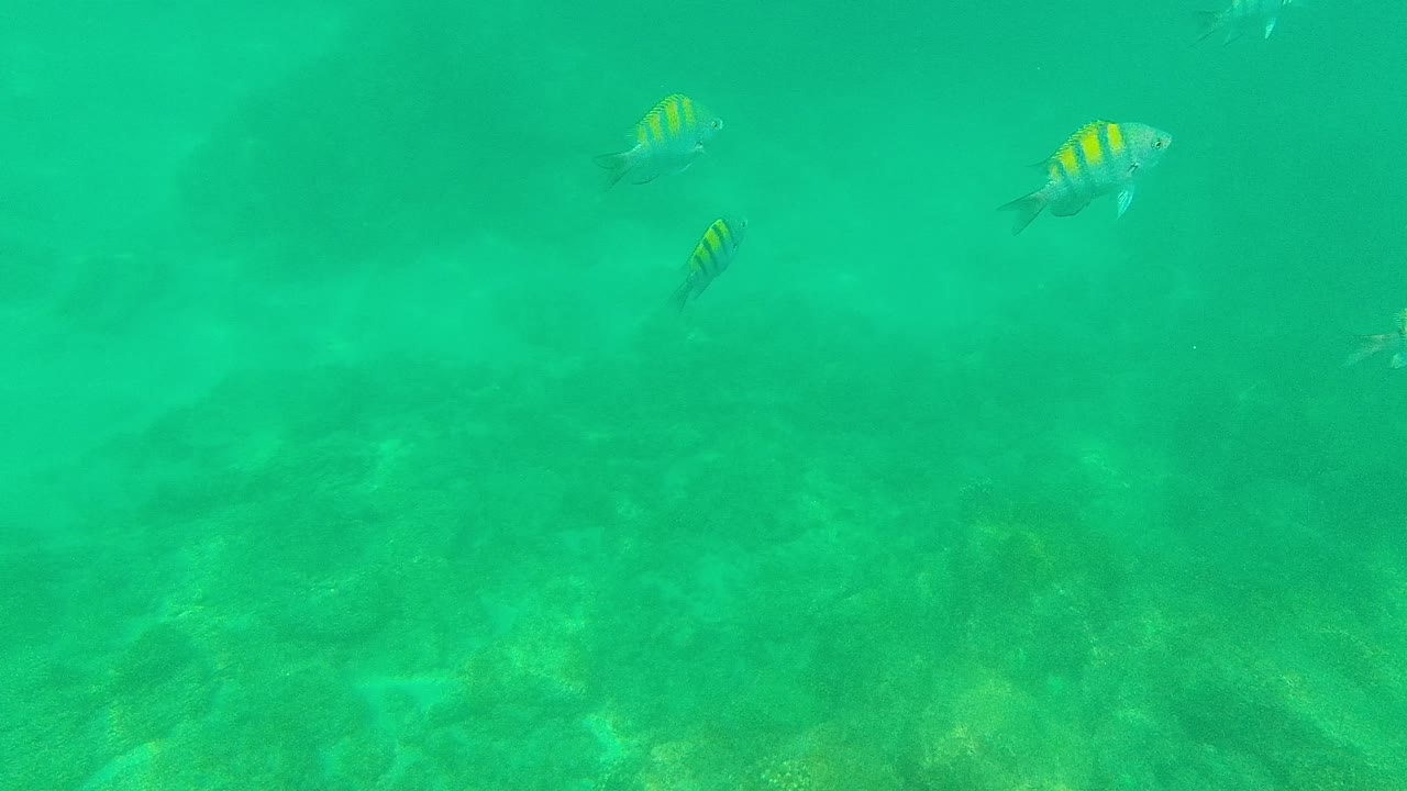 Small striped fish over a rocky sea floor in turquoise water.