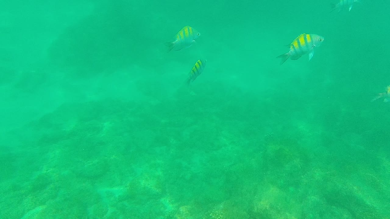 Several small striped fish remain suspended in clear green-turquoise water above the faint rocky seabed at Palmilla Los Cabos, with no visible people.
