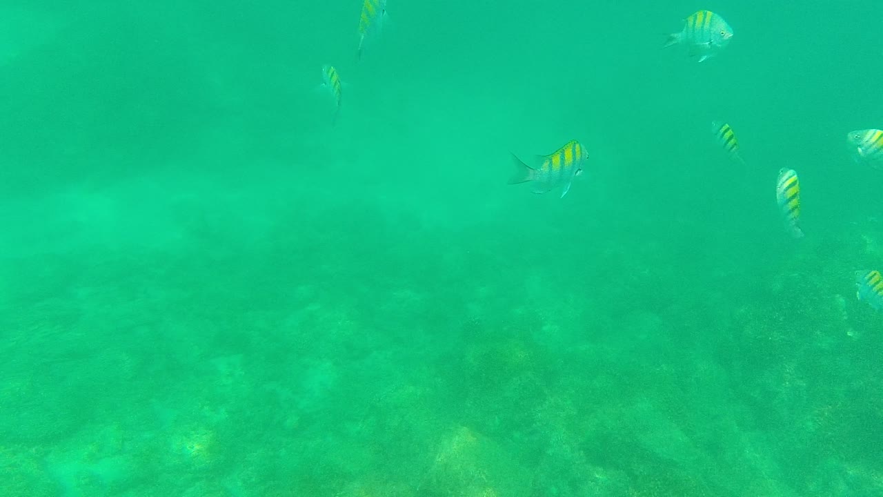 A loose group of yellow-striped fish appears across the upper half of the frame over reef rocks in blue-green water, with no visible people.