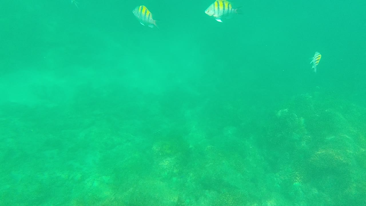 Striped fish cross the upper and middle portions of green ocean water while the rocky underwater bottom fades through haze below, with no visible people.