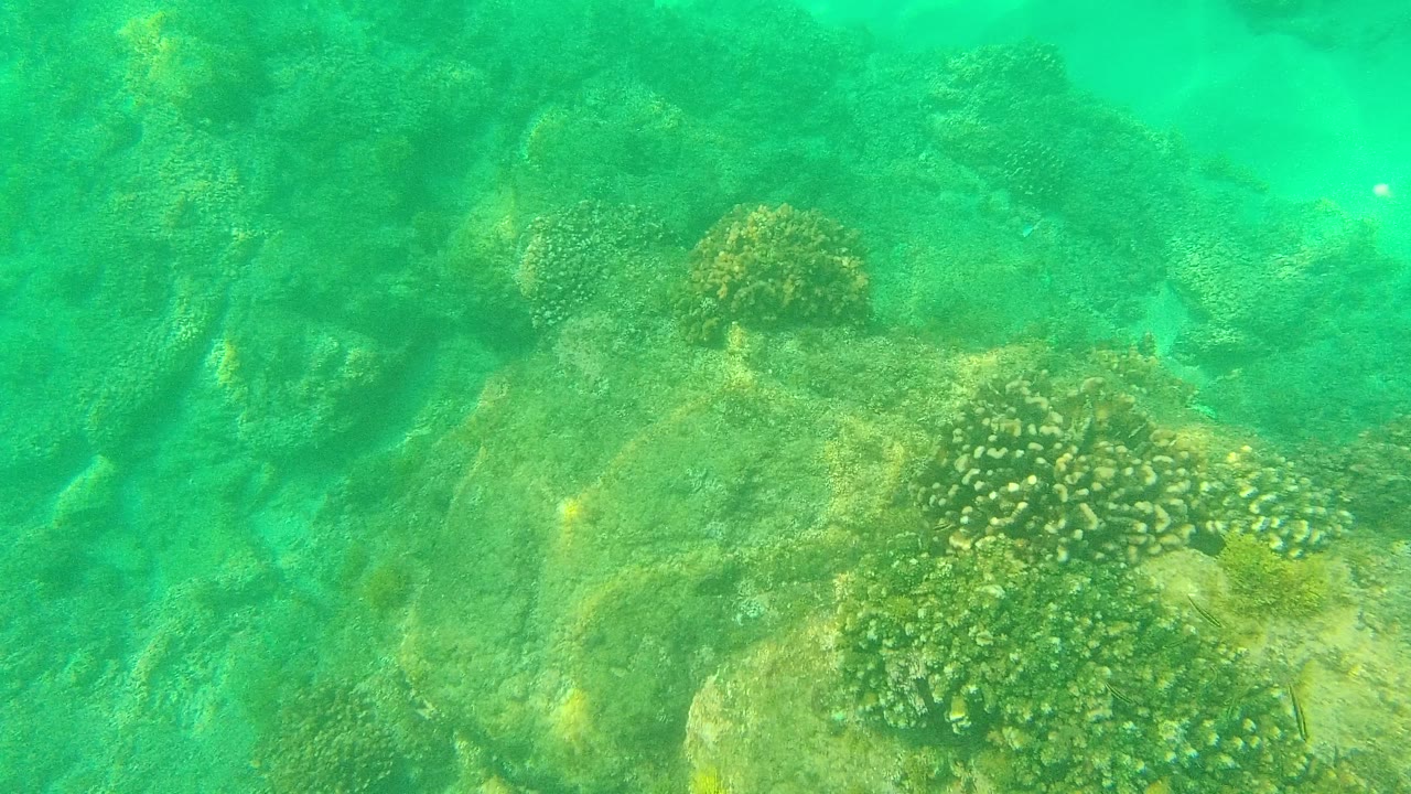 Underwater reef rocks and coral heads in Palmilla Los Cabos, Mexico, seen through green-turquoise water with no visible people.