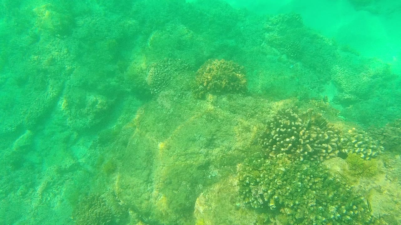 A closer underwater view of coral-covered rocks and sandy gaps in Palmilla Los Cabos, Mexico, with soft green light and no visible people.