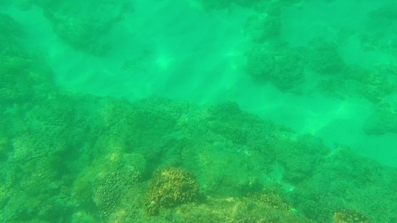 Coral and rocks continue across the seabed in Palmilla Los Cabos, Mexico, with the water opening into a softer green background and no visible people.