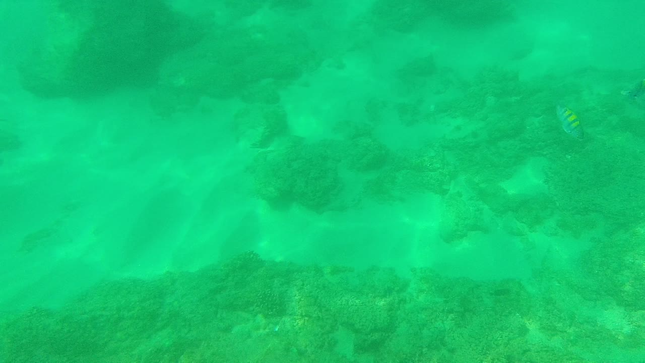 Several small yellow-striped fish appear above the rocky seabed in Palmilla Los Cabos, Mexico, spread across green-turquoise water with no visible people.