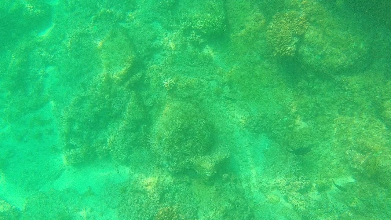 Opening underwater view of coral and rock formations in Palmilla Los Cabos, Mexico, with green-turquoise water and no visible people.