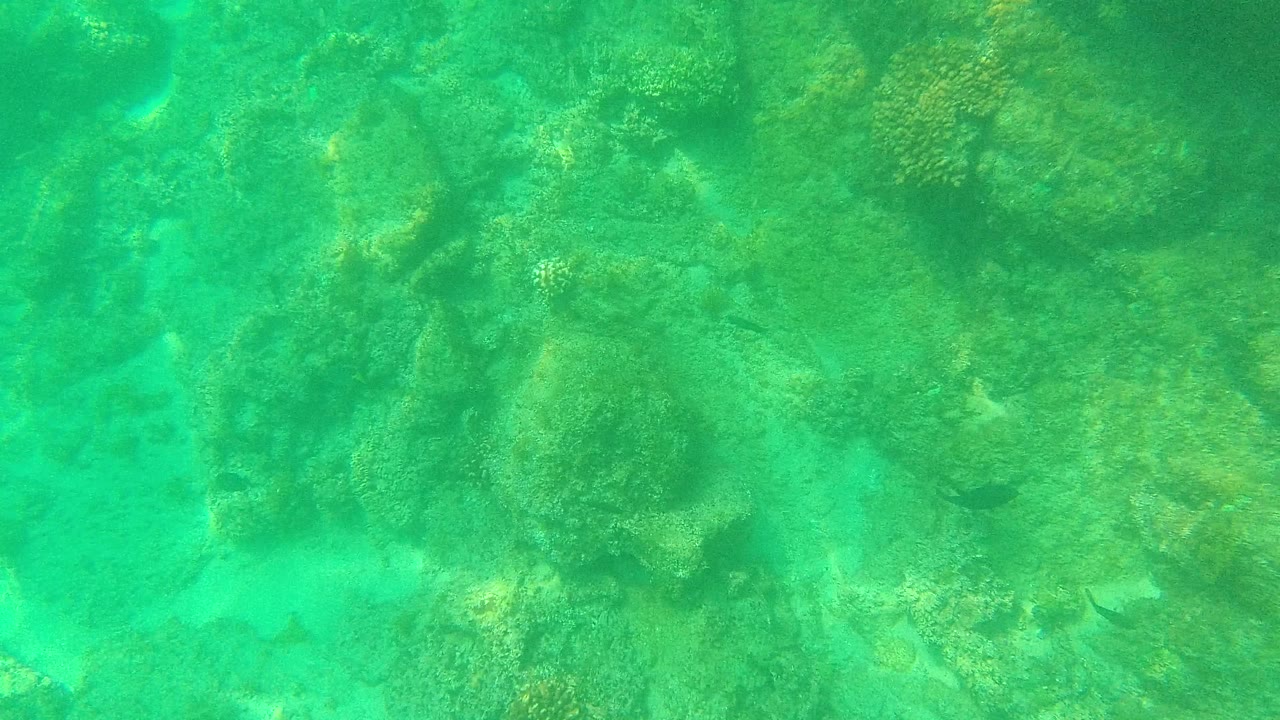 Underwater reef view in Palmilla Los Cabos with coral clusters, darker rock pockets, pale sand patches, and no visible people.
