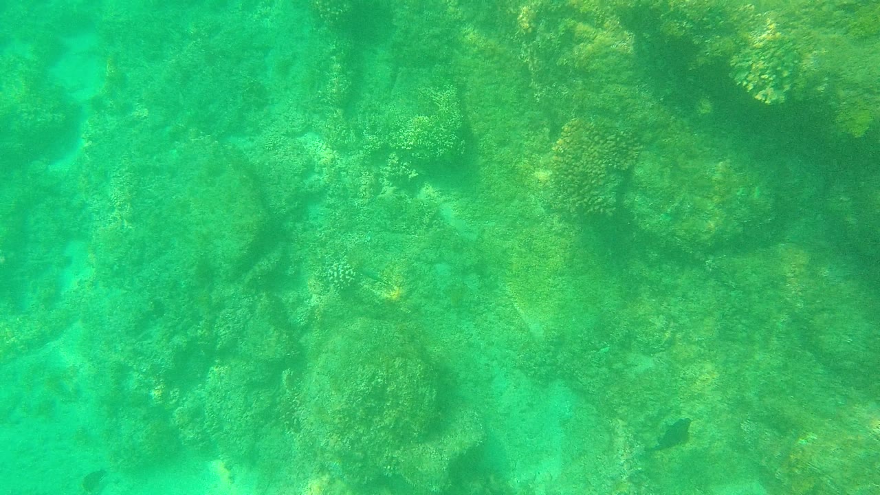 Palmilla Los Cabos underwater frame showing reef rock, scattered coral growth, a small fish near the lower area, and no visible people.