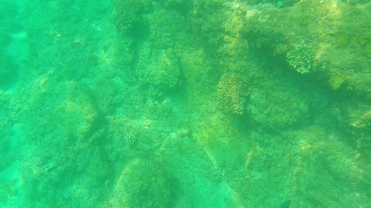 Mid-clip underwater view of Palmilla Los Cabos reef rock, coral clumps, shaded crevices, and green-turquoise water with no visible people.