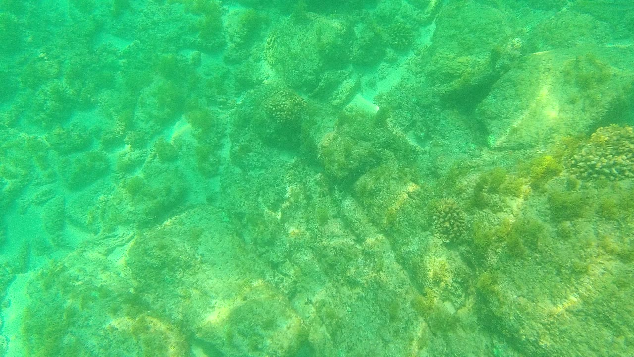 Turquoise underwater view of rocks and algae on the seabed.