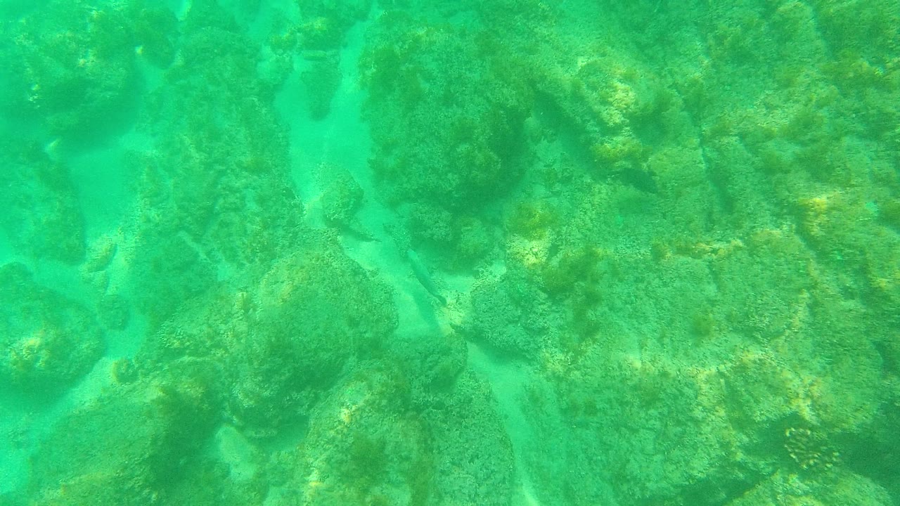 Underwater reef rocks with small fish in green water