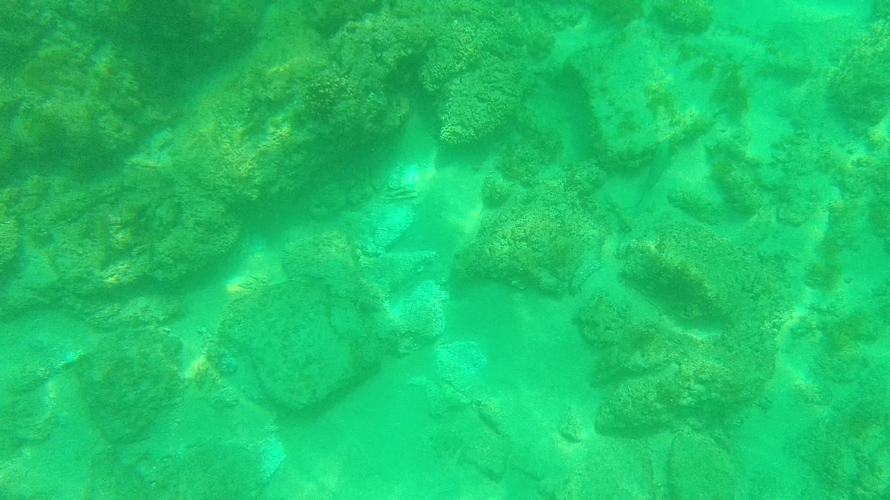 At 0:02, the underwater view holds on the rocky ocean floor in Palmilla Los Cabos, with mottled reef surfaces, green-blue water, and no visible people.