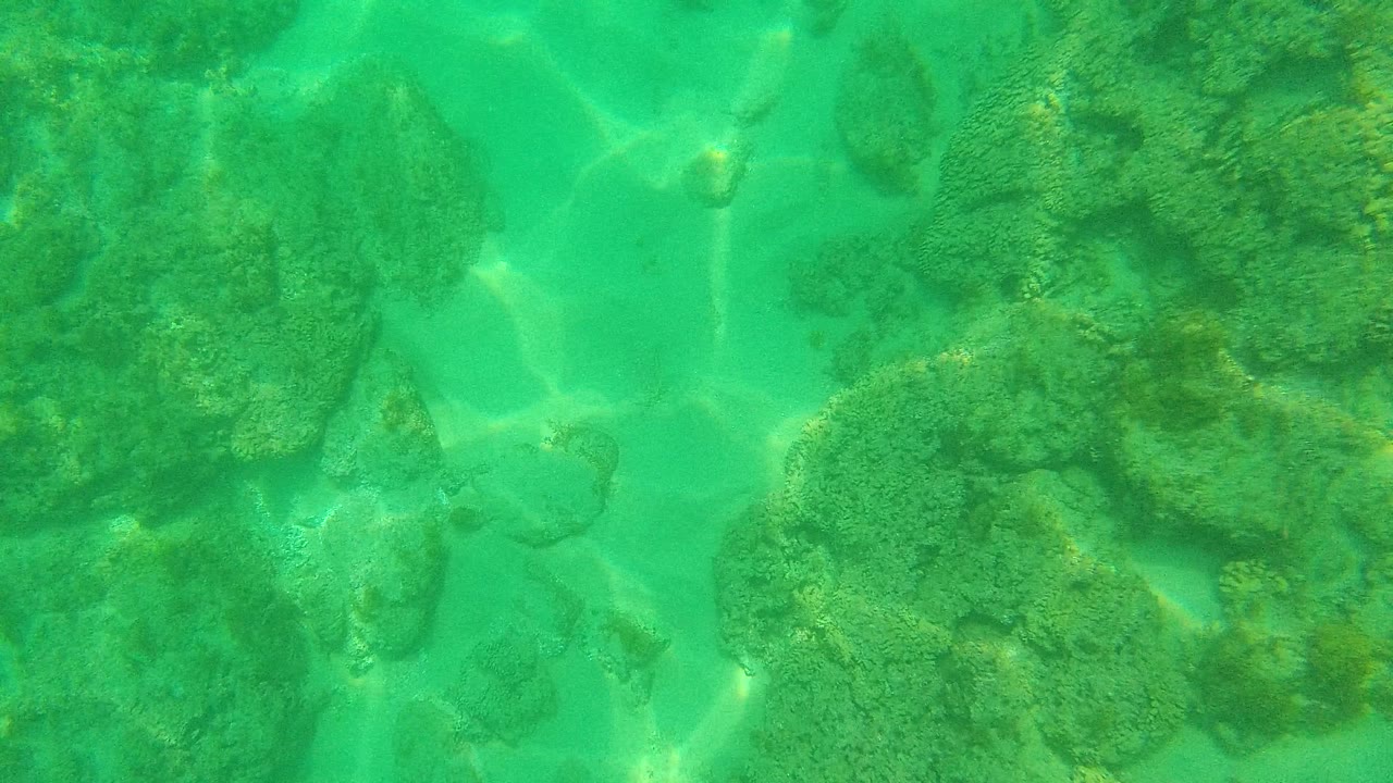 Clear green water in Palmilla Los Cabos passes over clustered algae-coated rocks with bright light ripples and no visible people.