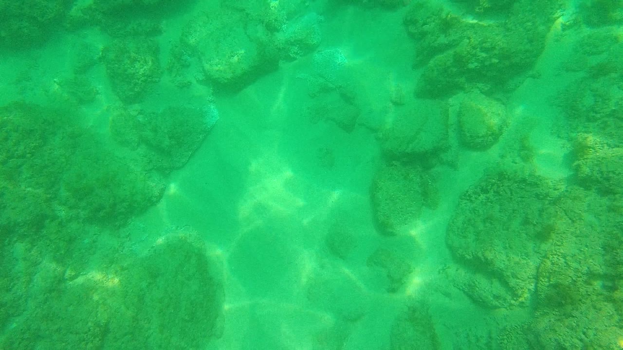 Palmilla Los Cabos underwater view with green algae on rounded rocks, clear shallow water, soft caustic highlights, and no visible people.