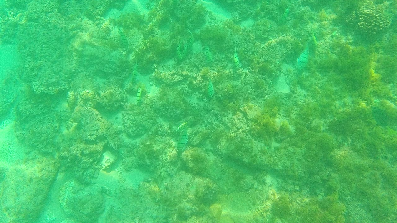 Rocky coral reef under green-blue water with small fish