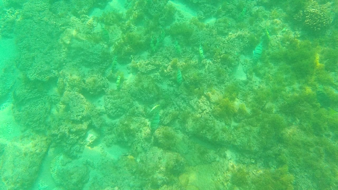 Coral heads and submerged rocks fill the underwater view in Palmilla Los Cabos, Baja California Sur, with scattered small fish and no visible people.