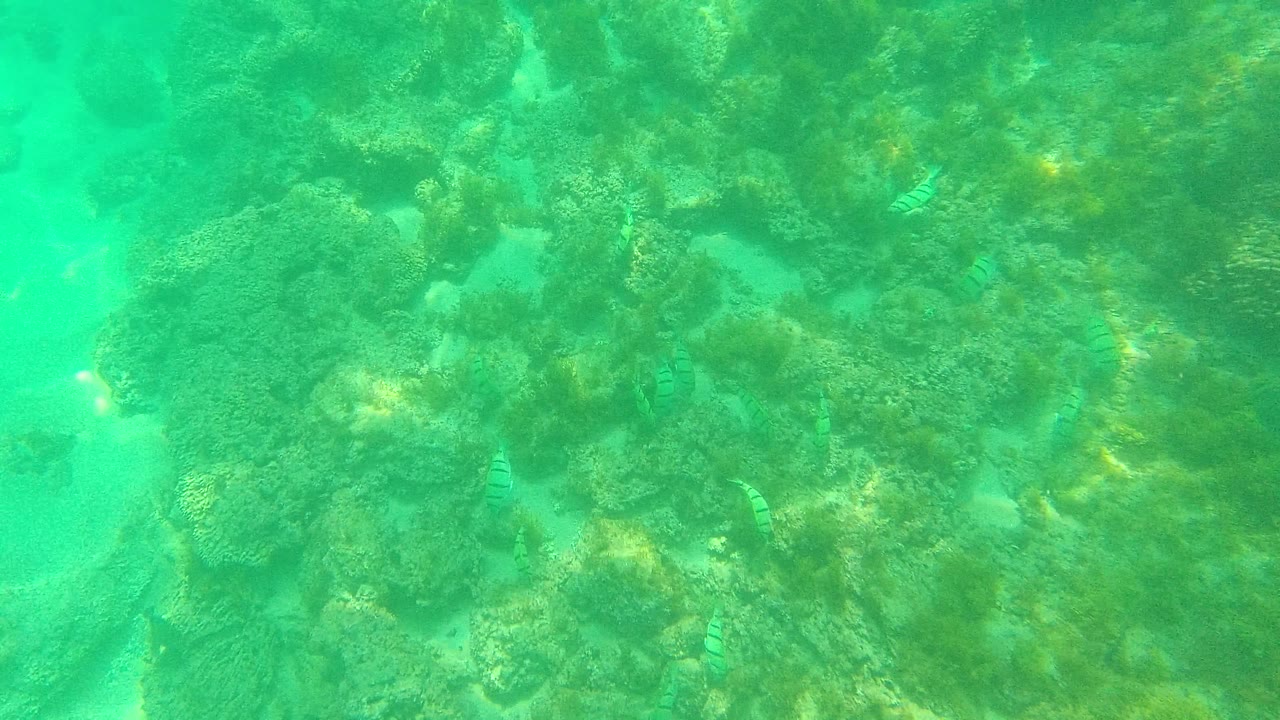 A clear underwater view in Palmilla Los Cabos, Baja California Sur shows reef rocks, sandy channels, and small fish along the coral, with no visible people.